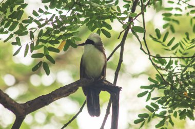 Doğada bir ağaç beyaz ibikli gülüyor pamukçuk açıktır.