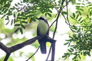 Doğada bir ağaç beyaz ibikli gülüyor pamukçuk açıktır.