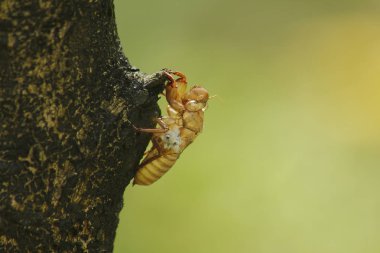 Cicada skin on the tree.That is the cycle of this cycle It began to breed, lay eggs, dodge in the underground. And came up to moult