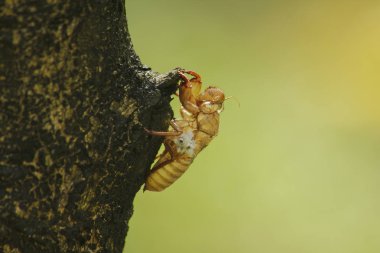 Ağustosböceği cilt ağacı üzerinde doğurmak, lay yumurta başladı bu döngüsüne döngüsü, yeraltı dodge. Ve deri için geldi