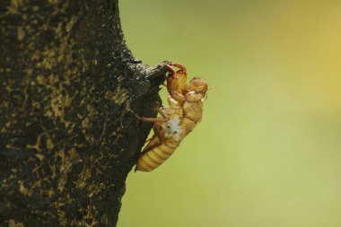 Ağustosböceği cilt ağacı üzerinde doğurmak, lay yumurta başladı bu döngüsüne döngüsü, yeraltı dodge. Ve deri için geldi