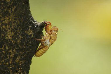 Ağustosböceği cilt ağacı üzerinde doğurmak, lay yumurta başladı bu döngüsüne döngüsü, yeraltı dodge. Ve deri için geldi