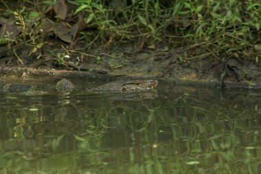 Varanus salvator suda yaşayan bir sürüngen olduğunu.