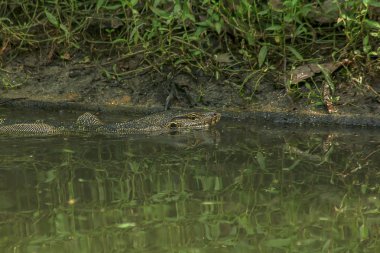 Varanus salvator suda yaşayan bir sürüngen olduğunu.