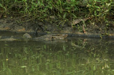 Varanus salvator suda yaşayan bir sürüngen olduğunu.