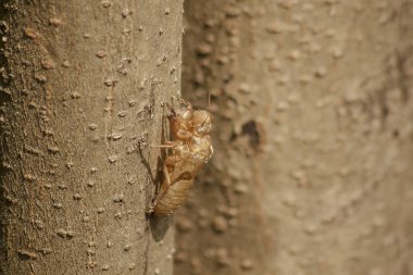 Ağustosböceği cilt ağacı üzerinde doğurmak, lay yumurta başladı bu döngüsüne döngüsü, yeraltı dodge. Ve deri için geldi