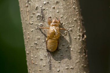 Ağustosböceği cilt ağacı üzerinde doğurmak, lay yumurta başladı bu döngüsüne döngüsü, yeraltı dodge. Ve deri için geldi