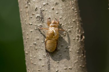 Ağustosböceği cilt ağacı üzerinde doğurmak, lay yumurta başladı bu döngüsüne döngüsü, yeraltı dodge. Ve deri için geldi