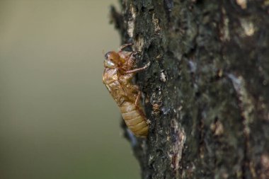 Ağustosböceği cilt ağacı üzerinde doğurmak, lay yumurta başladı bu döngüsüne döngüsü, yeraltı dodge. Ve deri için geldi