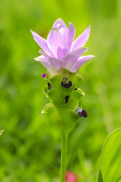 Curcuma Sessilis Bella Viola Una Pianta Erbacea — Foto Stock