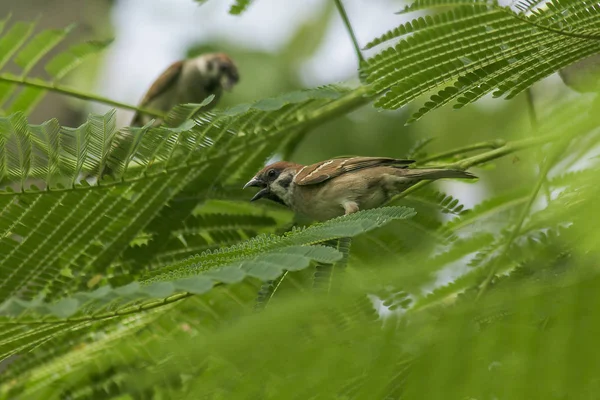 Ευρασιατική Tree Sparrow Είναι Σχετικά Δέντρο — Φωτογραφία Αρχείου