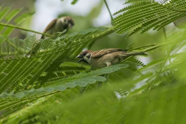 Euraziatische Ringmus Boom — Stockfoto