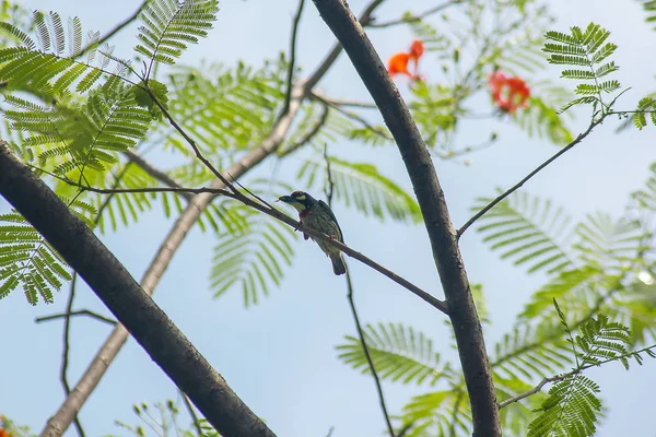 Koperslager Barbet Branchis Een Resident Vogel Van Zuid Azië — Stockfoto