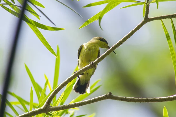 Cinnyris Jugularis Ada Pohon Burung Kecil Yang Tertangkap Dalam Keluarga — Stok Foto