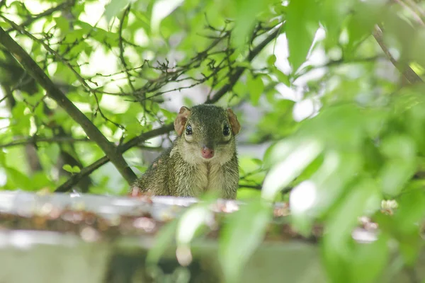 Treeshrew Bajo Los Arbustos Buscando Tener Cuidado — Foto de Stock