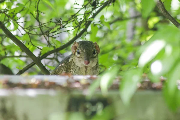 Treeshrew Bajo Los Arbustos Buscando Tener Cuidado — Foto de Stock