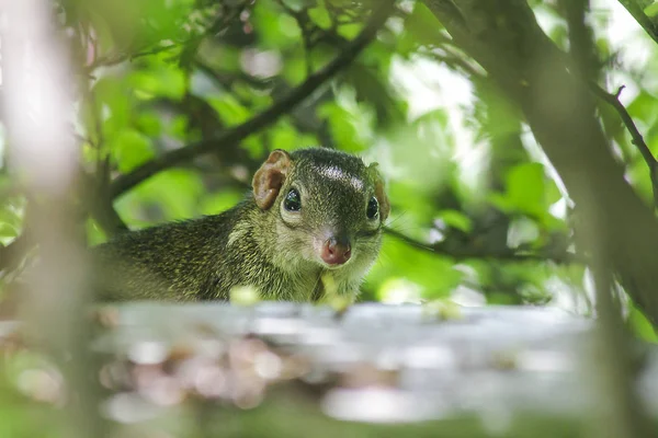 Treeshrew Під Кущами Дивлячись Бути Обережними — стокове фото