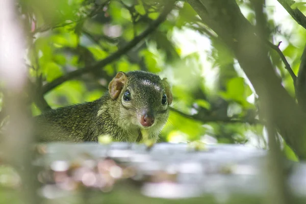 Treeshrew Sotto Cespugli Cercando Essere Attenti — Foto Stock