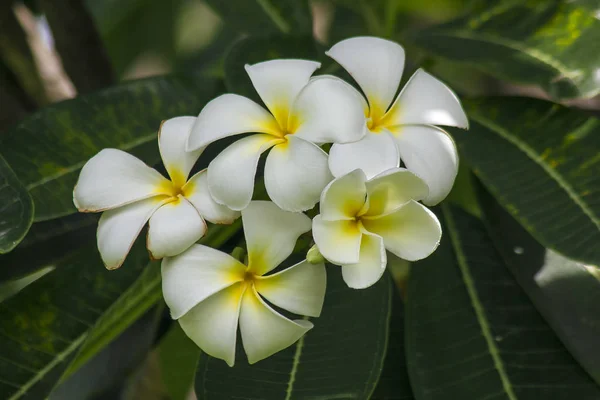 Жовтий Frangipani Цвіте Природі — стокове фото