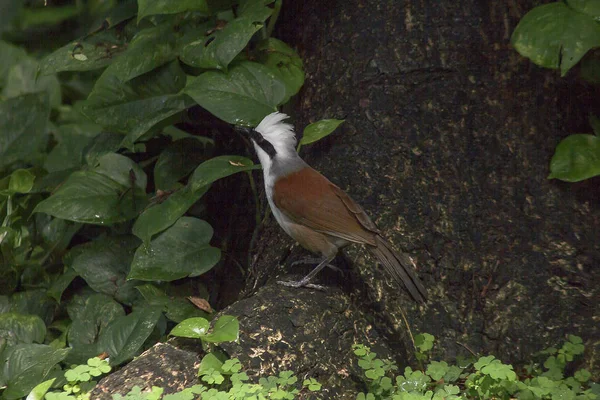 White Crested Laughing Thrush Tree Nature — Stock Photo, Image