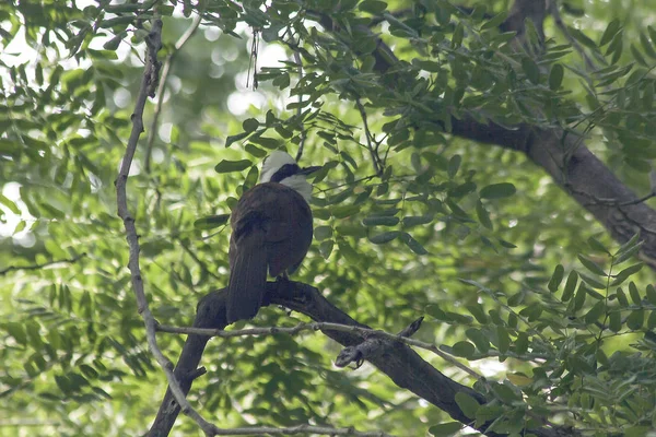 White Crested Ride Thrush Albero Natura — Foto Stock