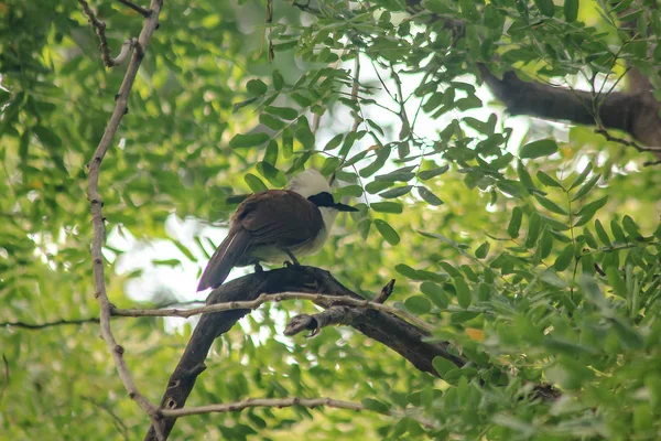 White Crested Laughing Thrush Está Uma Árvore Natureza — Fotografia de Stock