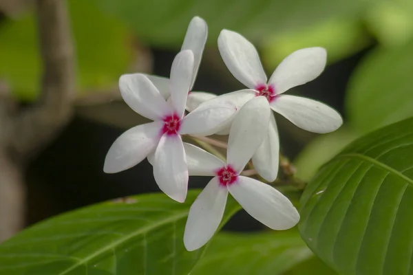 Kopsia Fruticosa Ist Ein Blumenstrauß Mit Schönen Rosafarbenen Blüten — Stockfoto
