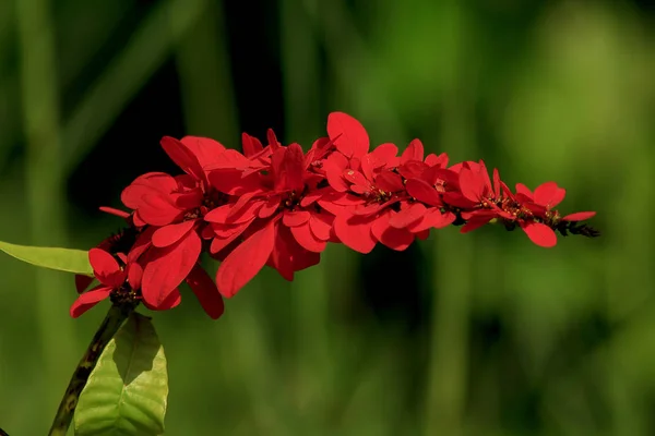 Warszewiczia Léčivá Rostlina Čeledi Rubiaceae Oni Jsou Většinou Střední Jižní — Stock fotografie