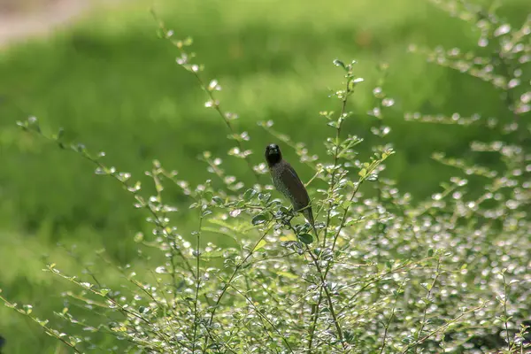 Munia Poitrine Squameuse Sur Les Branches — Photo