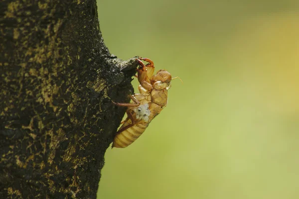 Cicada Piel Árbolese Ciclo Este Ciclo Comenzó Reproducirse Poner Huevos — Foto de Stock