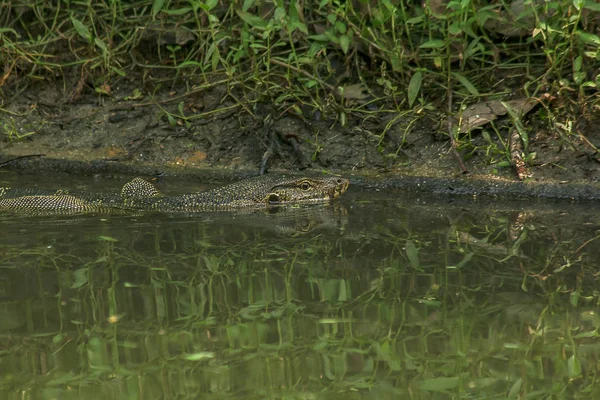 ヴァラヌス ザルヴァトール 水辺にすむ爬虫類 — ストック写真
