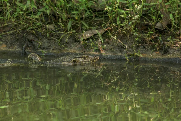 Varanus Salvator Ett Kräldjur Som Lever Vattnet — Stockfoto