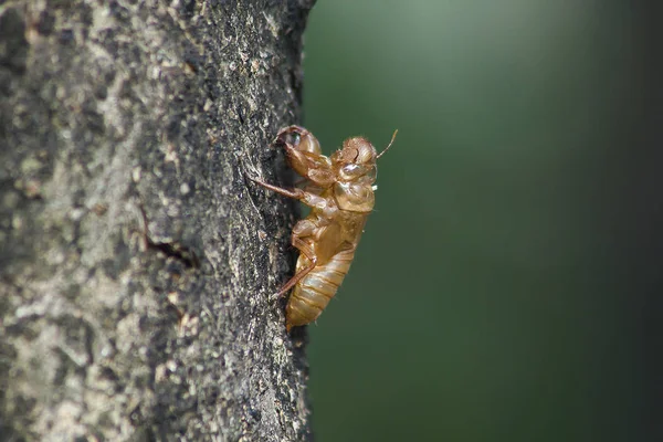 Cicada skin on the treeThat is the cycle of this cycle It began to breed, lay eggs, dodge in the underground. And came up to moult