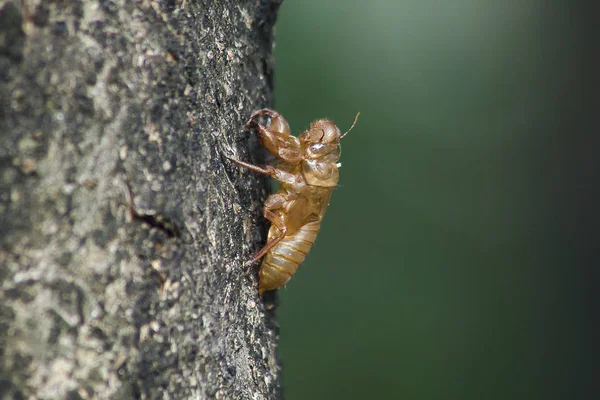 Cicada skin on the treeThat is the cycle of this cycle It began to breed, lay eggs, dodge in the underground. And came up to moult