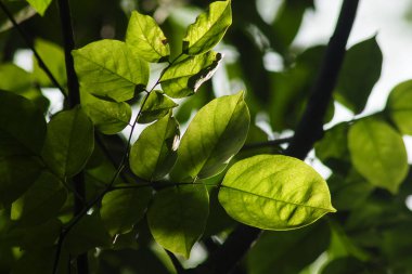 Yeşil yaprakları doğa gün ışığına maruz kalır.