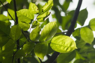 Yeşil yaprakları doğa gün ışığına maruz kalır.