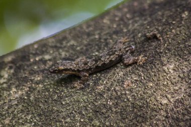 Kertenkele kolayca fark treenot üzerinde kamuflaj