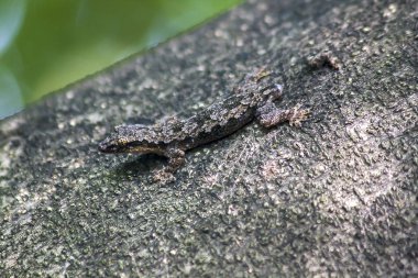 Kertenkele kolayca fark treenot üzerinde kamuflaj