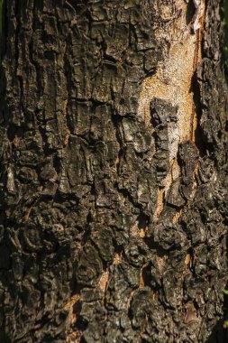 Sapları ile kuru kabuk, pütürlü yüzeyi, arka plan görüntüsü