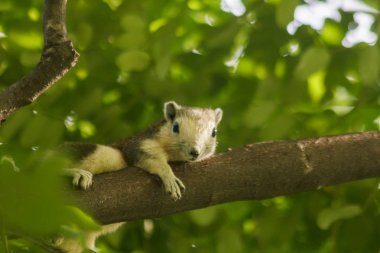 Sincap ağaca tırmanıyor.