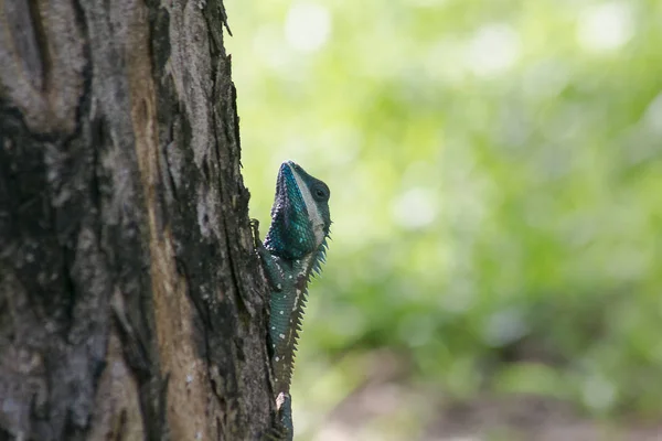 Blauhaubeneidechse Auf Dem Baum Frisst Hauptsächlich Benthische Insekten — Stockfoto