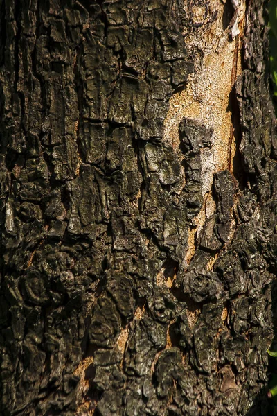 Stengels Met Droge Schors Ruw Oppervlak Achtergrondafbeelding — Stockfoto