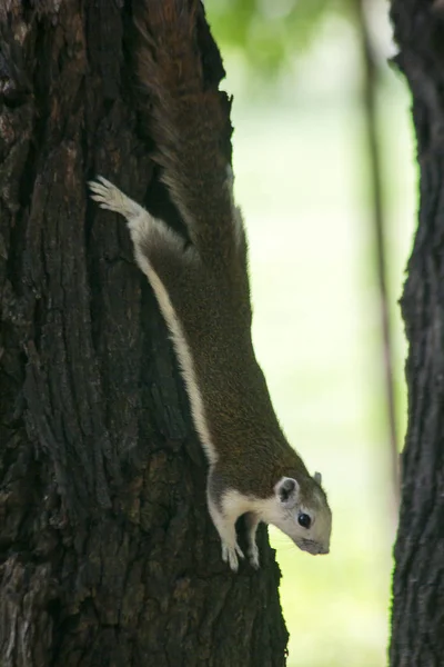 Σκίουρος Αναρριχείται Επάνω Δέντρα Στο Πάρκο — Φωτογραφία Αρχείου