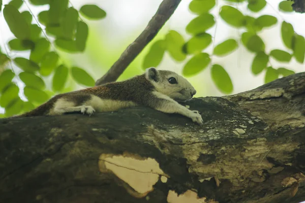 Eekhoorn Klimmen Bomen Het Park — Stockfoto