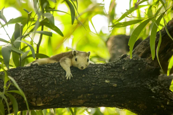 Ardilla Está Trepando Los Árboles Del Parque — Foto de Stock