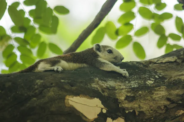 リスは公園の木に登っています ロイヤリティフリーのストック写真