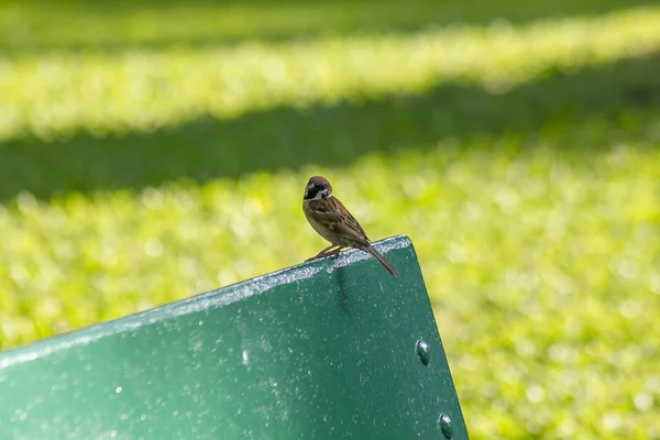 Sparrow Cadeira Parque — Fotografia de Stock