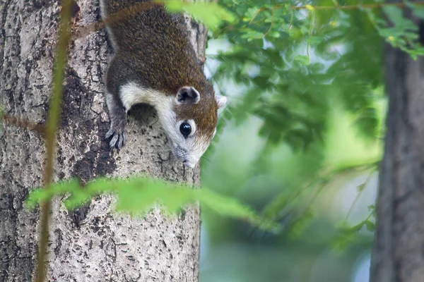 Squirrel Tree — Stock Photo, Image