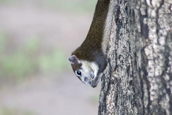 Ardilla Árbol — Foto de Stock