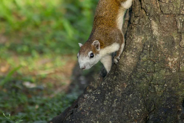 Σκίουρος Στο Δέντρο — Φωτογραφία Αρχείου